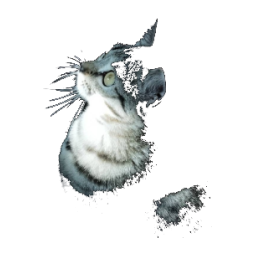 猫影影视